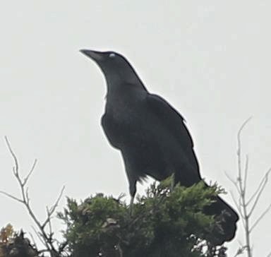 American Crow - ML21800631
