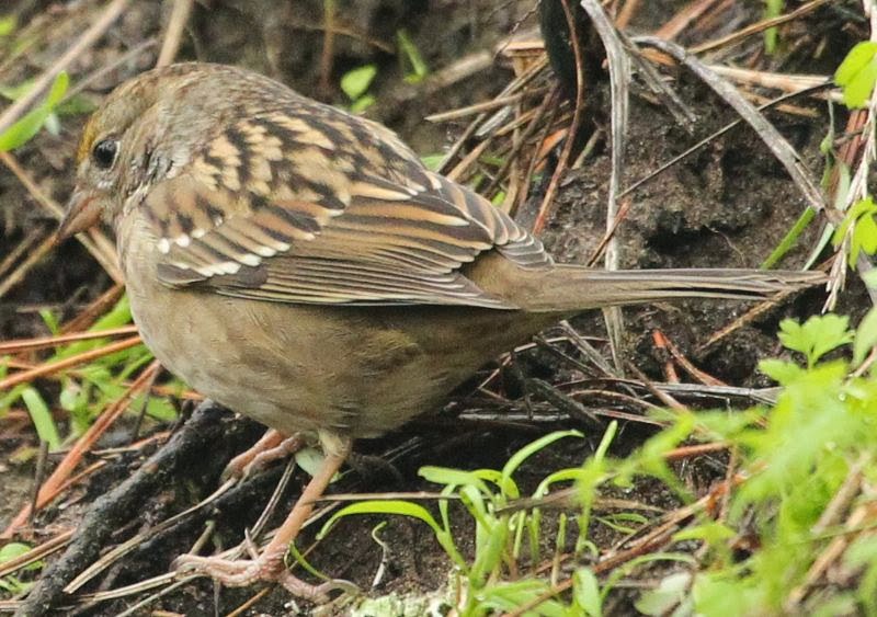 Golden-crowned Sparrow - ML21800701