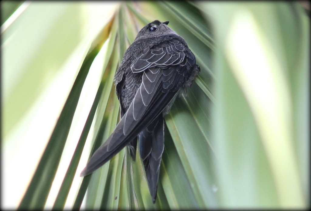 Fork-tailed Palm Swift - Elby Anderson A Silva