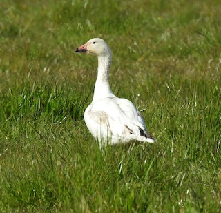 Snow Goose, ML218008741