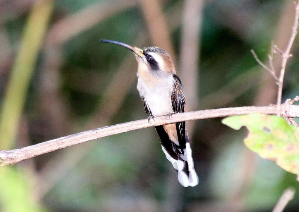 Broad-tipped Hermit - ML218009441