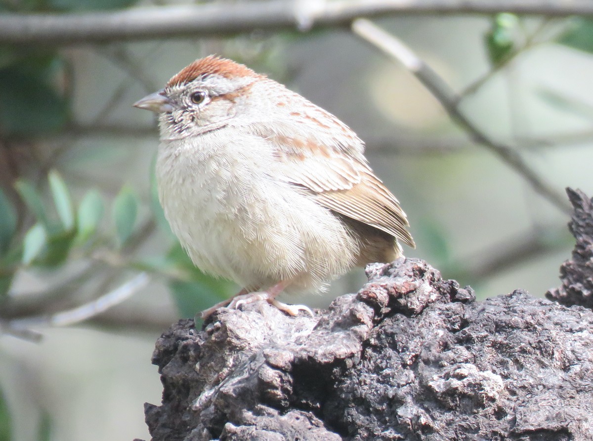 Rufous-crowned Sparrow - ML218010061
