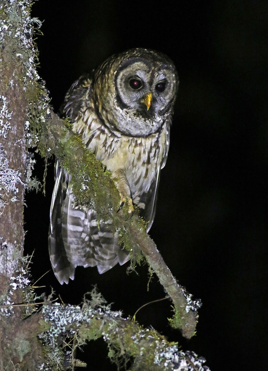 Fulvous Owl - Andrew Spencer