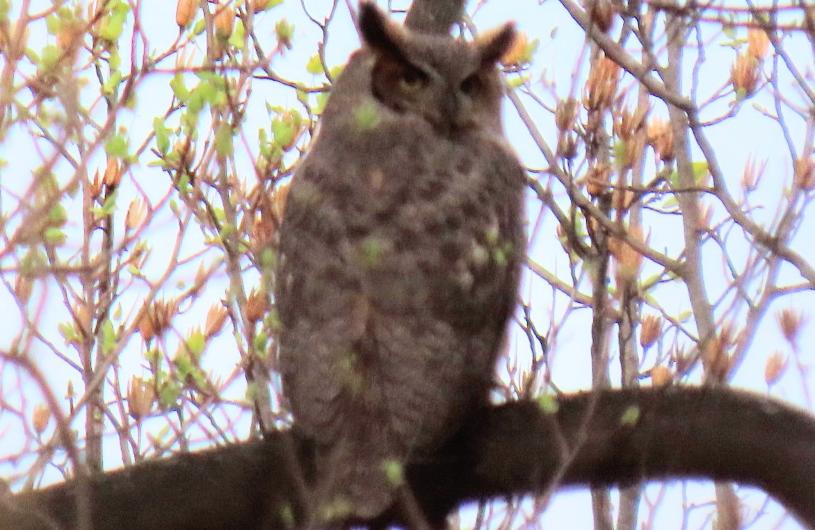 Great Horned Owl - ML218014001