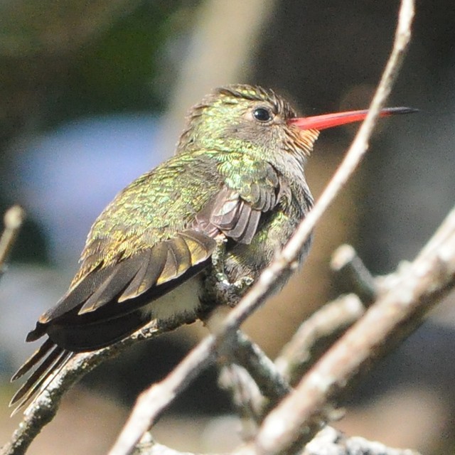 Gilded Hummingbird - Andrés Cecconi