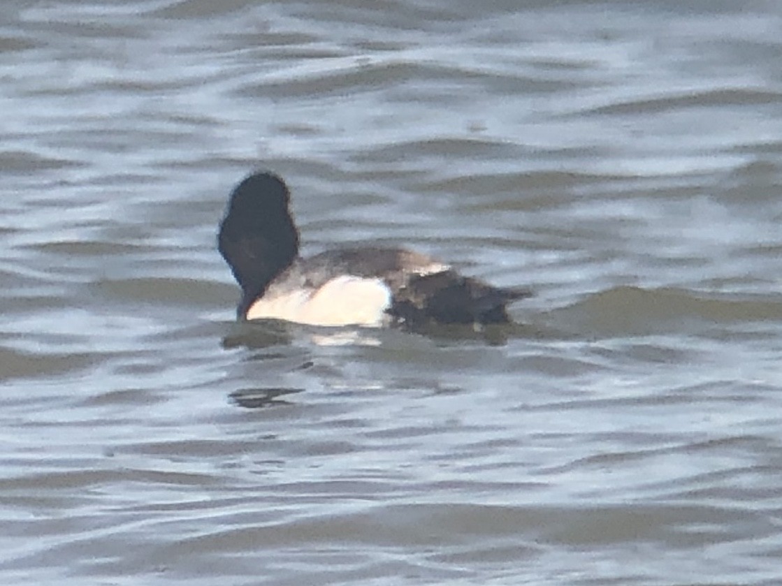 Greater Scaup - ML218014421