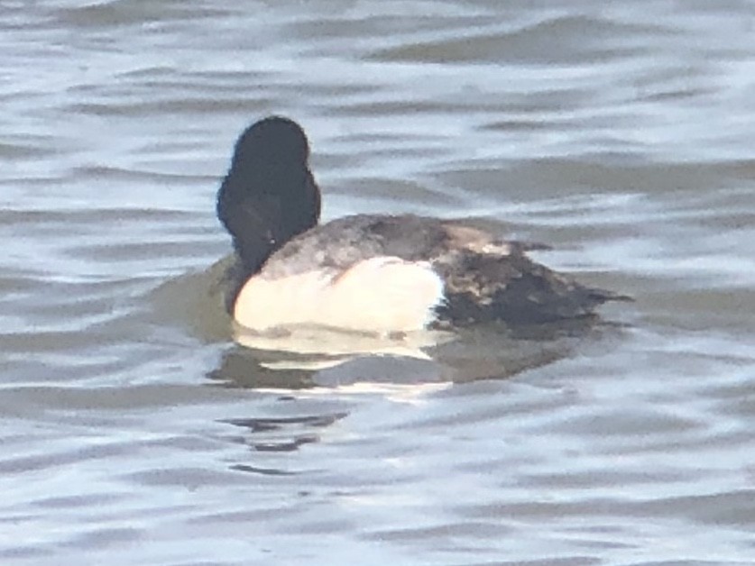 Greater Scaup - ML218014431