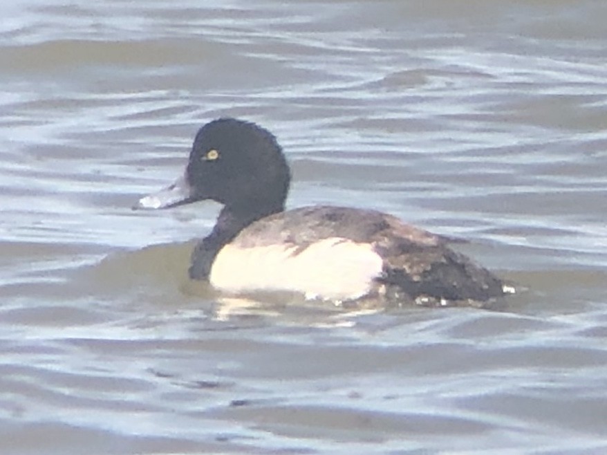 Greater Scaup - ML218014441