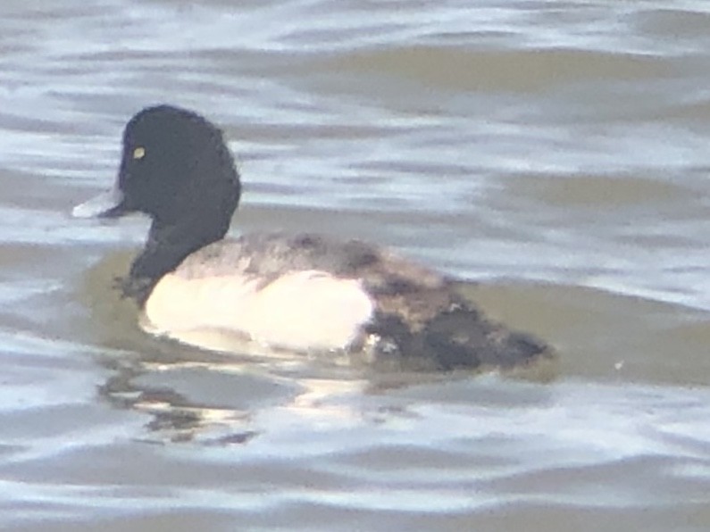 Greater Scaup - ML218014461