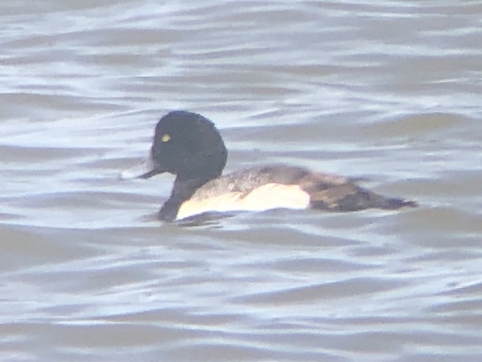 Greater Scaup - logan kahle