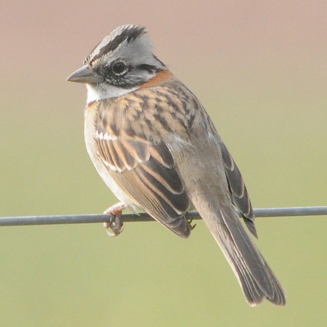 Rufous-collared Sparrow - ML218014651