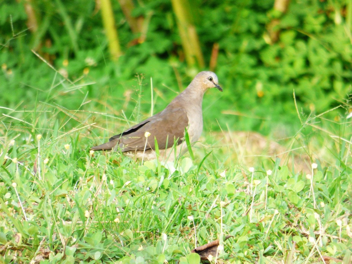 Gray-fronted Dove - ML21801481