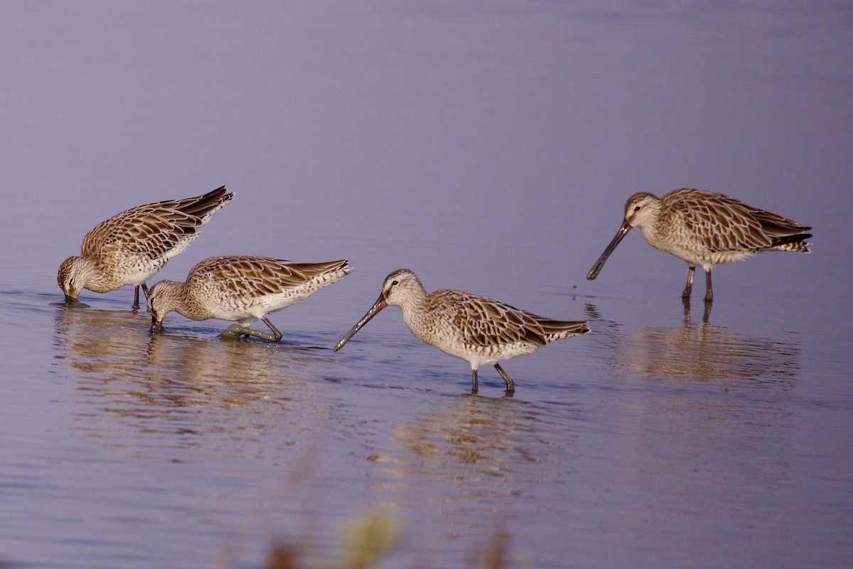 Asian Dowitcher - ML218014891