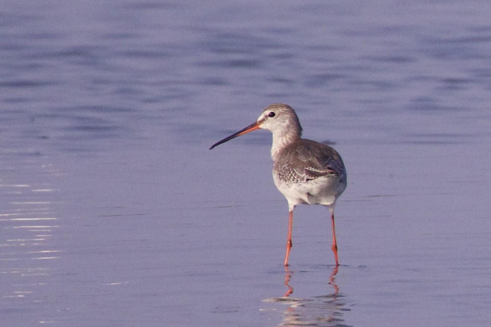 Spotted Redshank - ML218015171