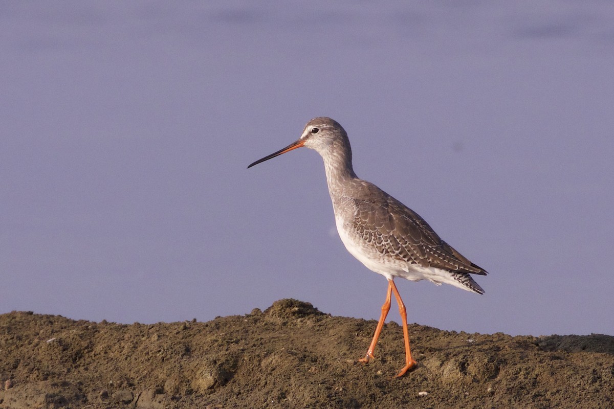 Spotted Redshank - ML218015201