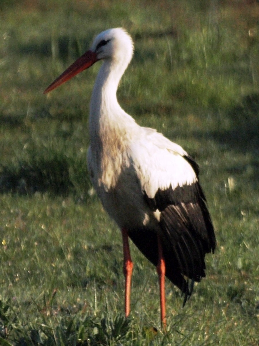 White Stork - ML218017141