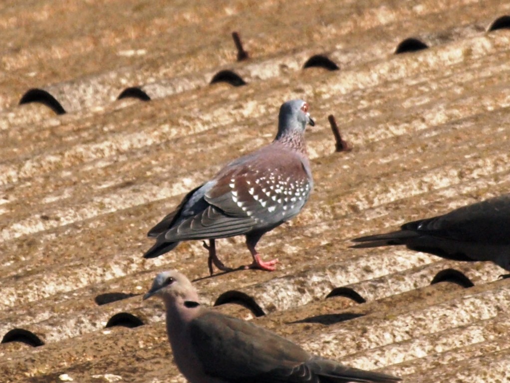 Speckled Pigeon - ML218019871