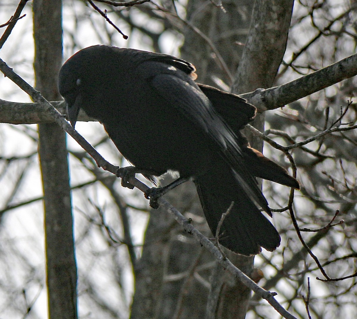 American Crow - Shilo McDonald