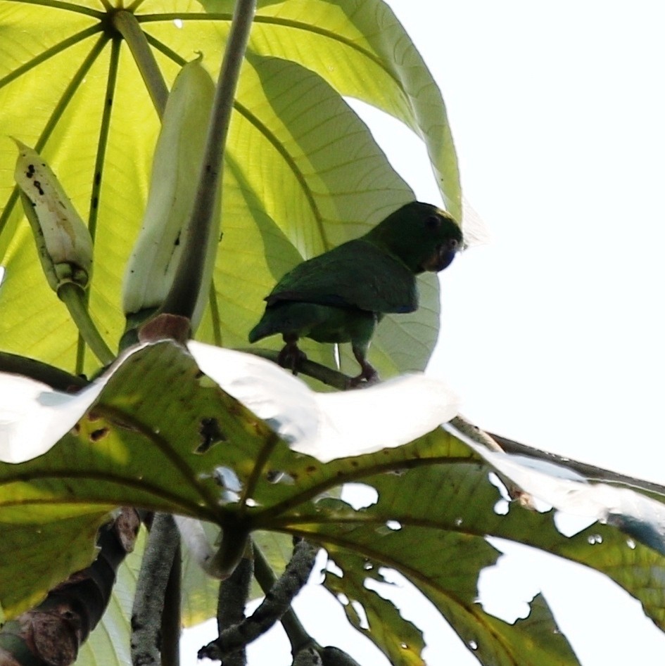 Скромный воробьиный попугайчик (sclateri) - ML218023661