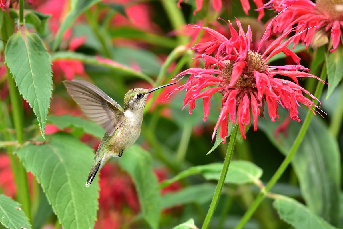 Ruby-throated Hummingbird - ML218027301