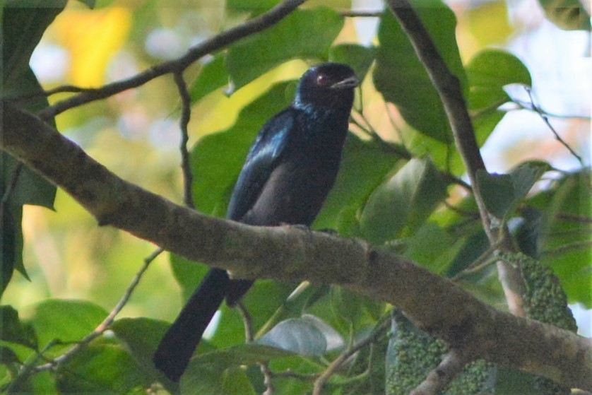 Lesser Racket-tailed Drongo - ML218031471