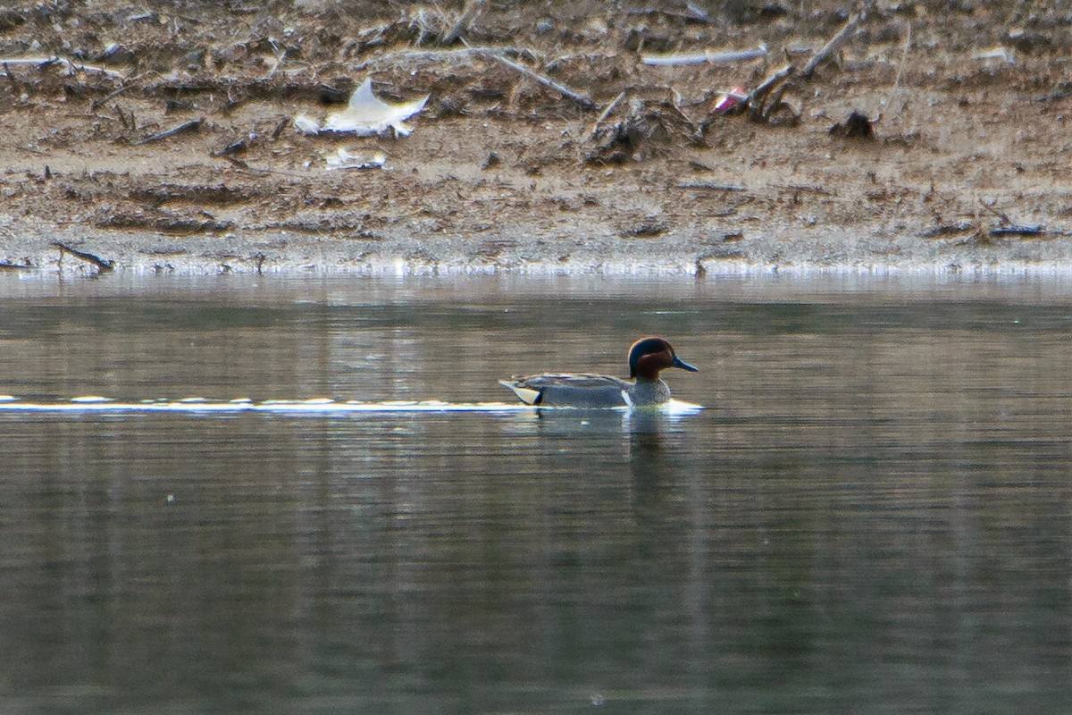 Green-winged Teal - ML218031531