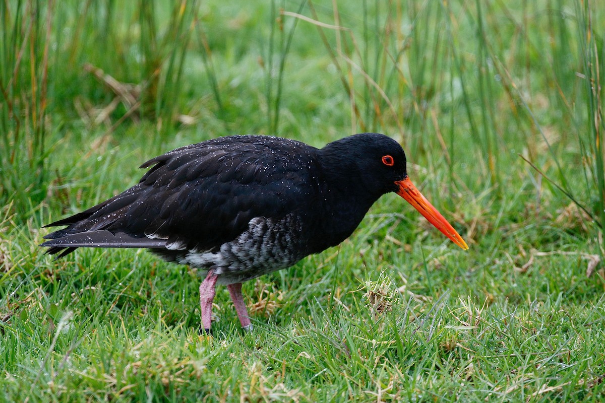 Variable Oystercatcher - Jan Andersson