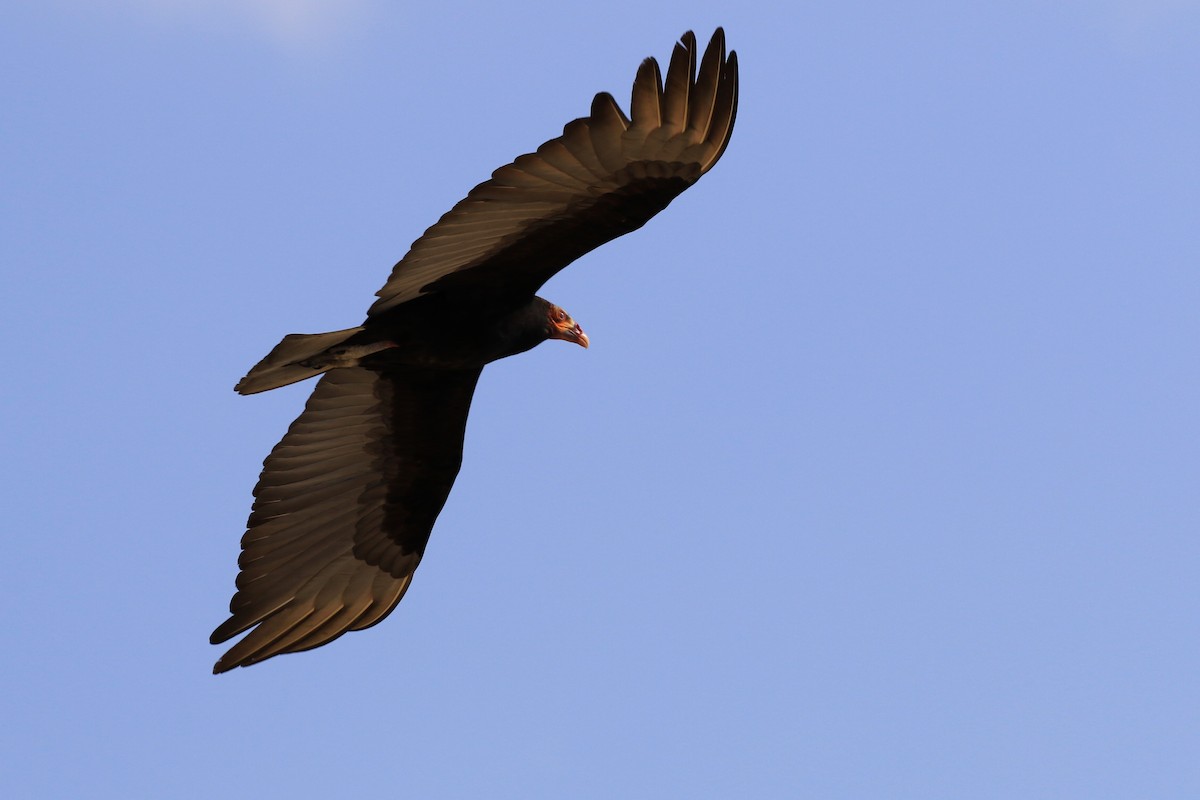 Lesser Yellow-headed Vulture - Denis Tétreault