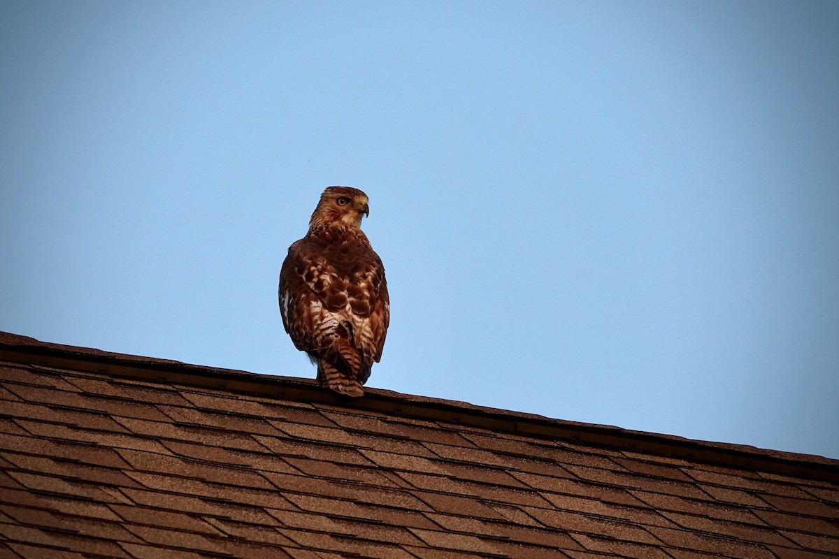 Red-tailed Hawk - ML218032771