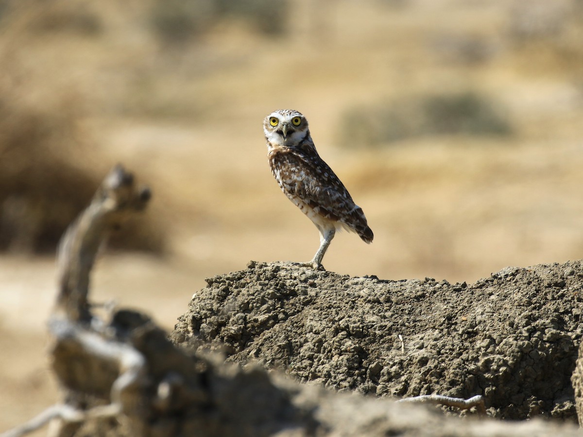Burrowing Owl - Denis Tétreault