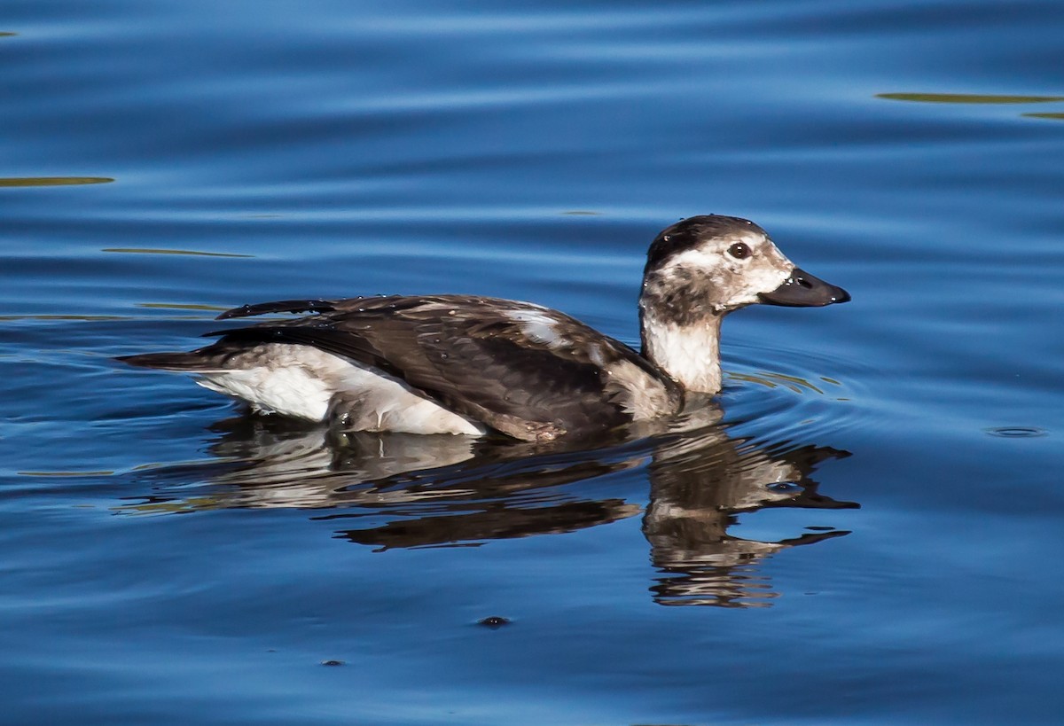 Long-tailed Duck - Carole Rose