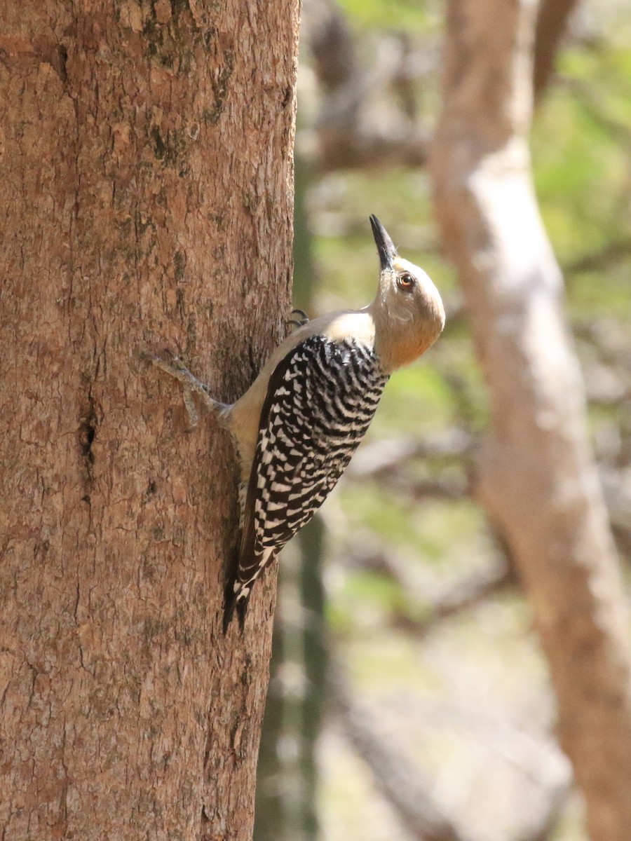 Red-crowned Woodpecker - Denis Tétreault