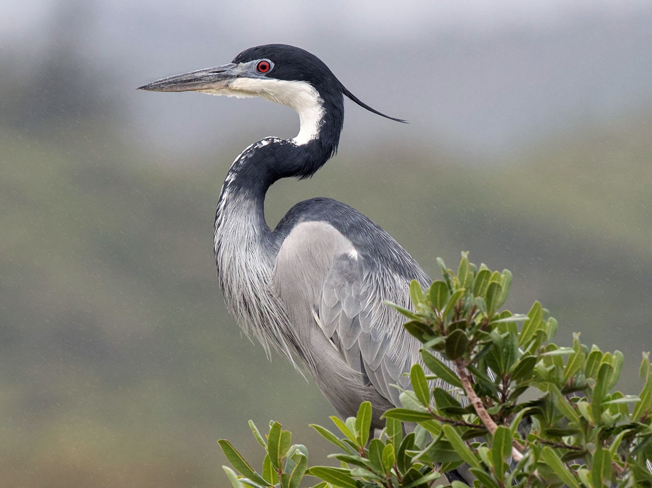 Black-Headed Heron - Ebird