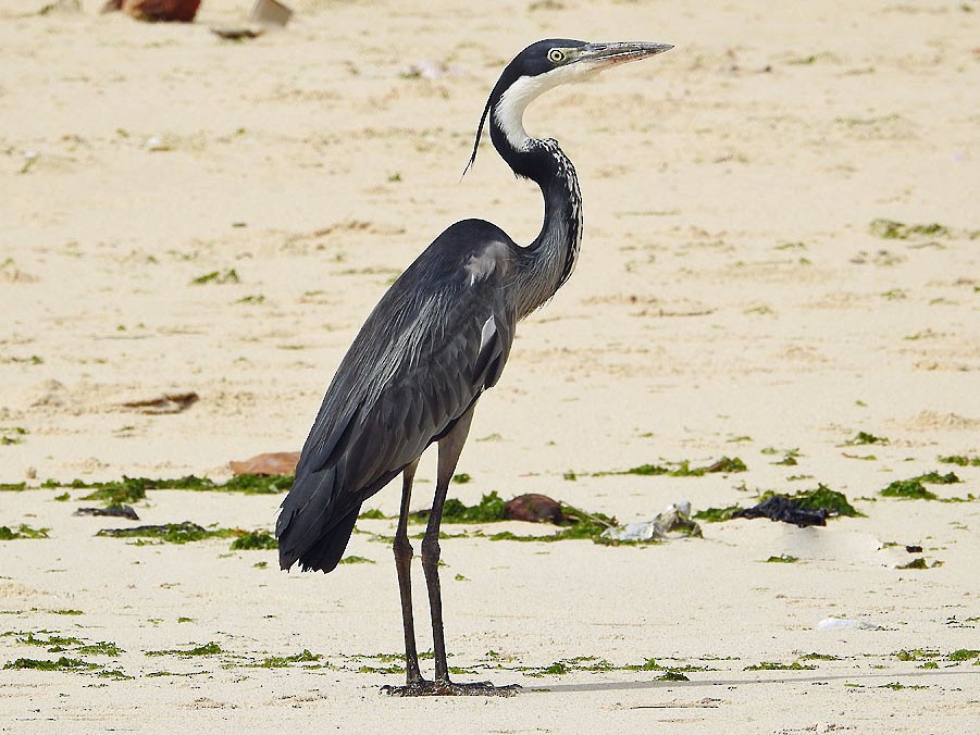 Black-Headed Heron - Ebird