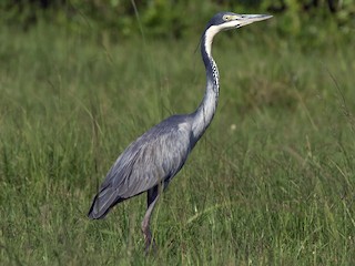 Black Headed Heron Ardea Melanocephala Birds Of The World
