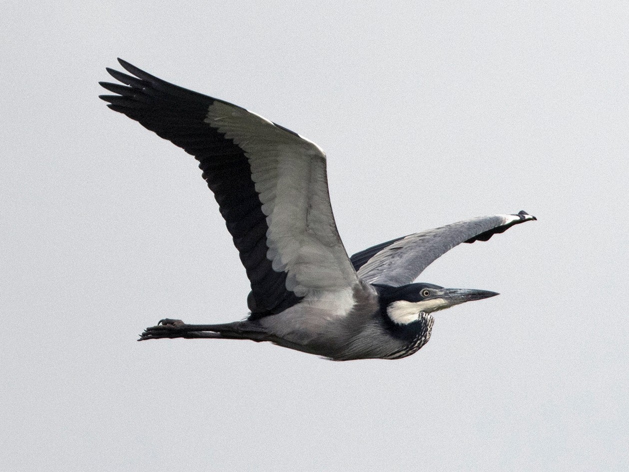 Black-headed Heron - Zak Pohlen
