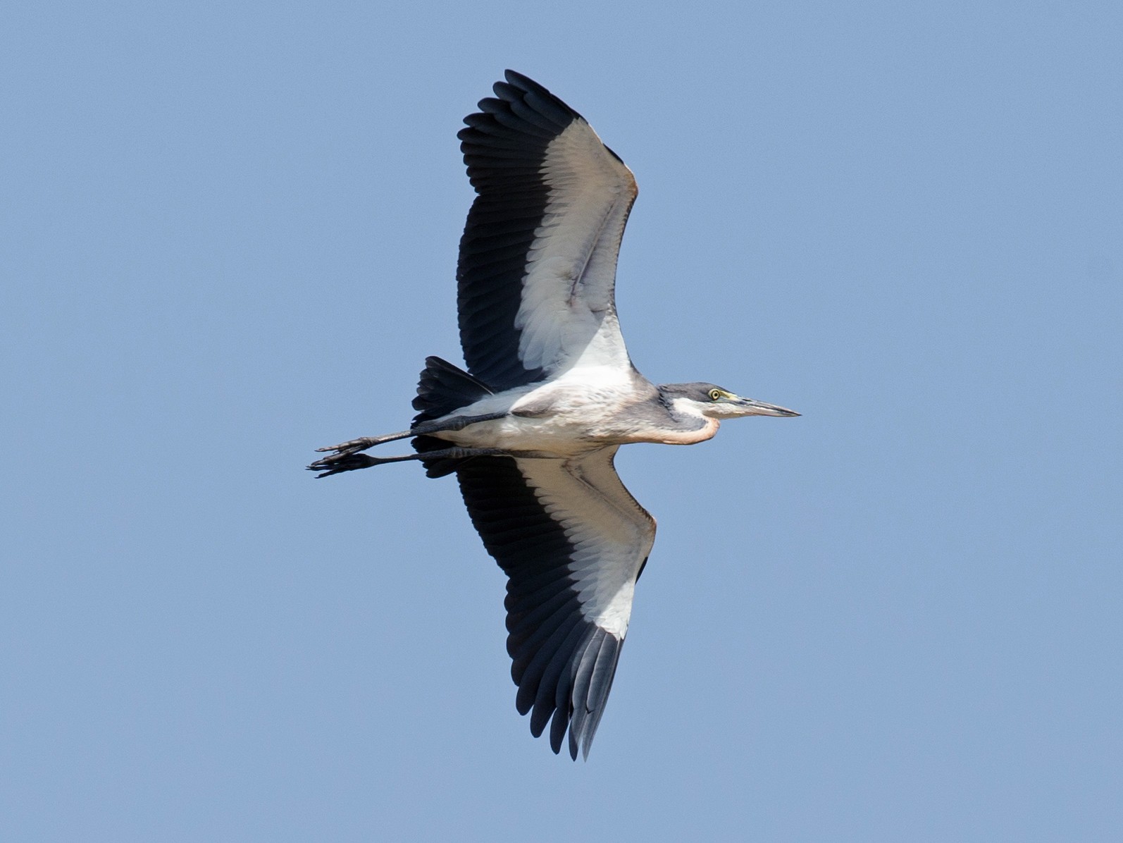 Black-headed Heron - Chris Wood