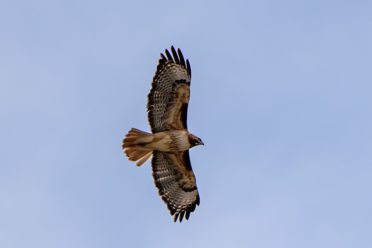 Red-tailed Hawk - ML218034851