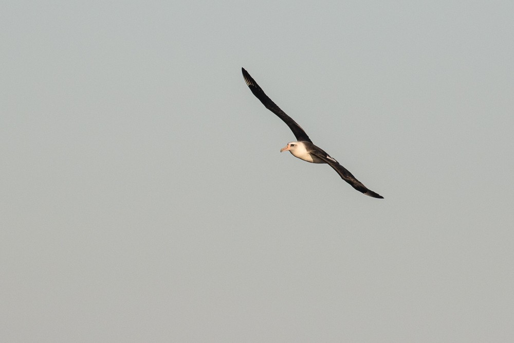 albatros laysanský - ML21803521