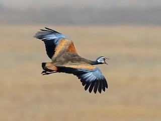  - Blue Bustard
