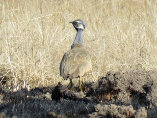  - Blue Bustard