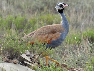  - Blue Bustard