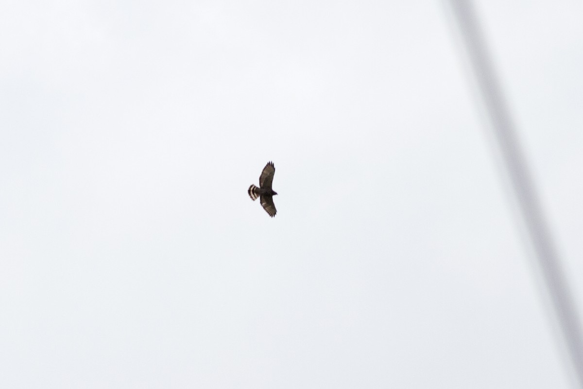Broad-winged Hawk - Håvar Hveding