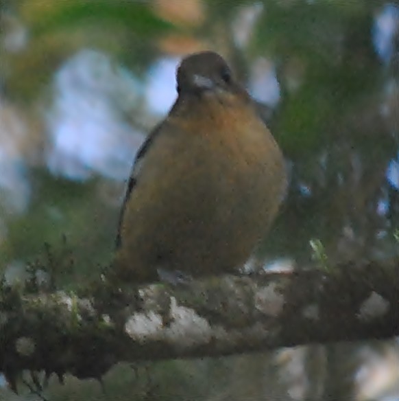 Black-goggled Tanager - ML218047031