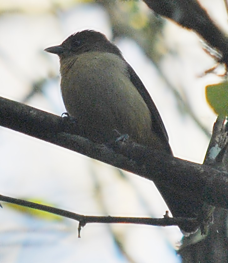 Black-goggled Tanager - ML218047051