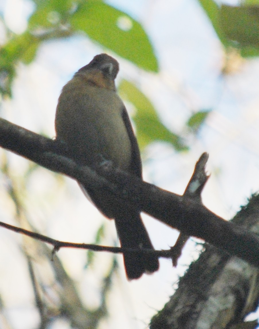 Black-goggled Tanager - ML218047061