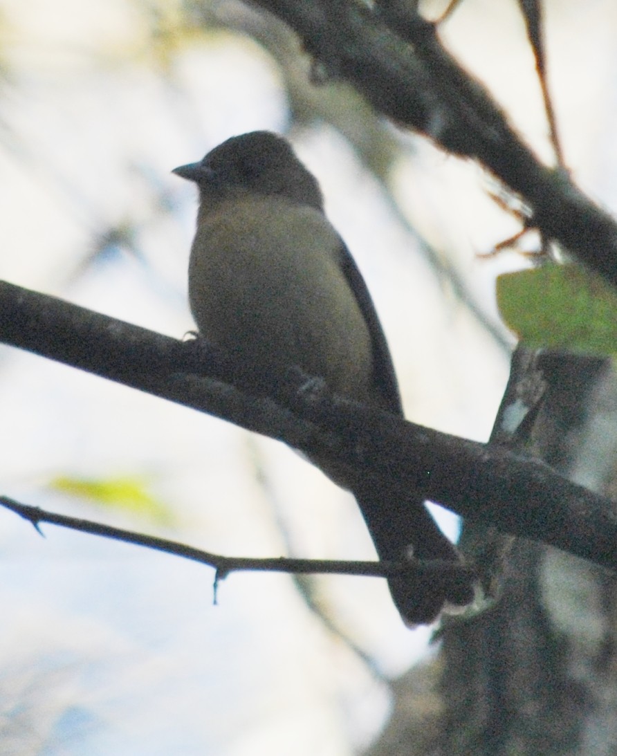Black-goggled Tanager - ML218047091