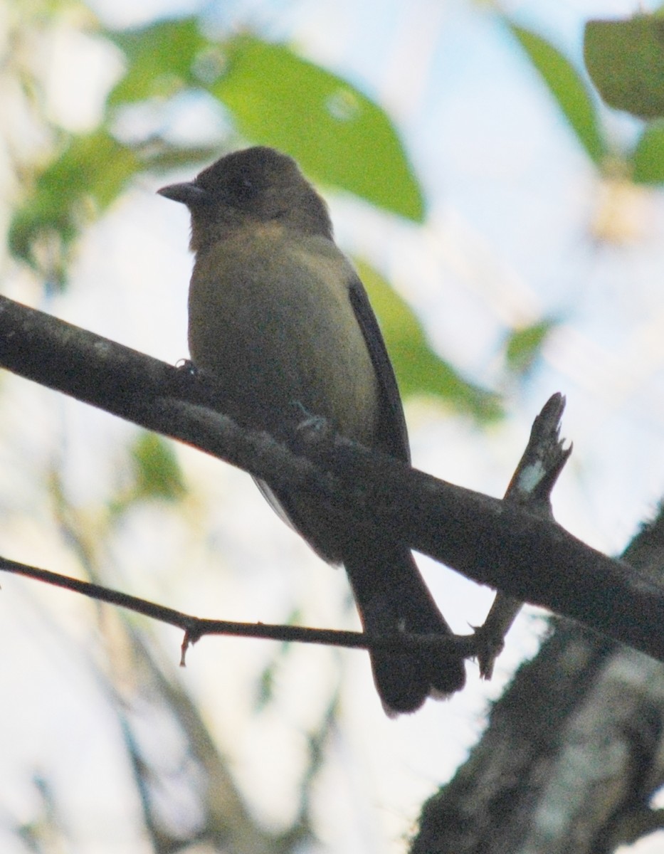 Black-goggled Tanager - ML218047101