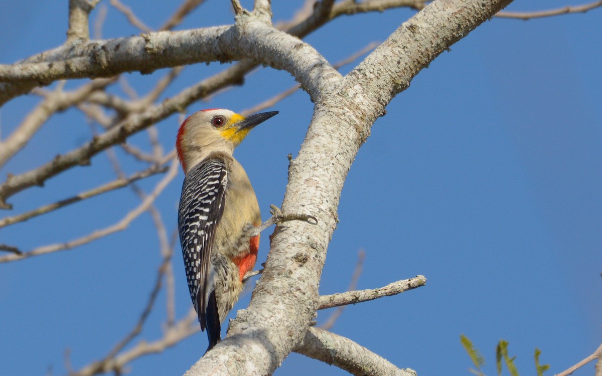 Yucatan Woodpecker - Luis Trinchan