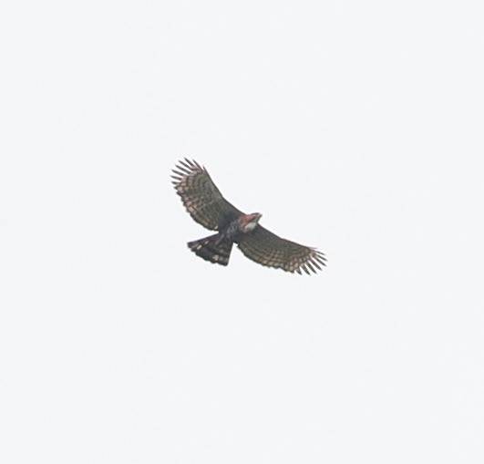 Ornate Hawk-Eagle - ML218055511